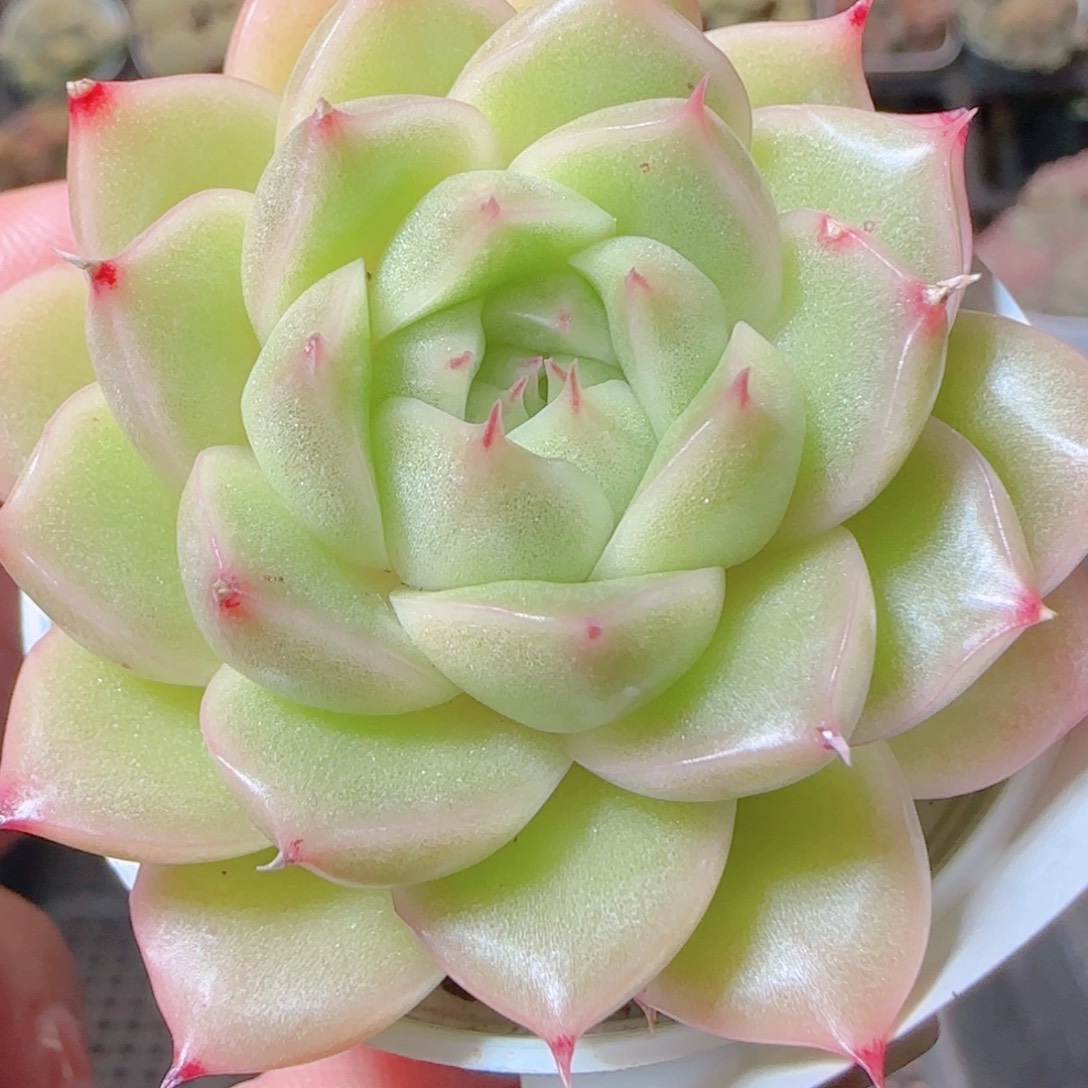 花语逸镜1116-603