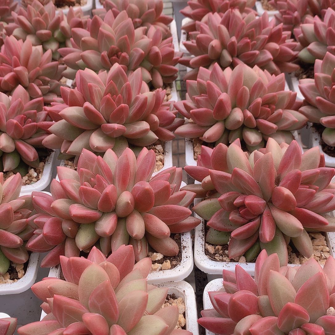 多头迷雾泡泡345778999000