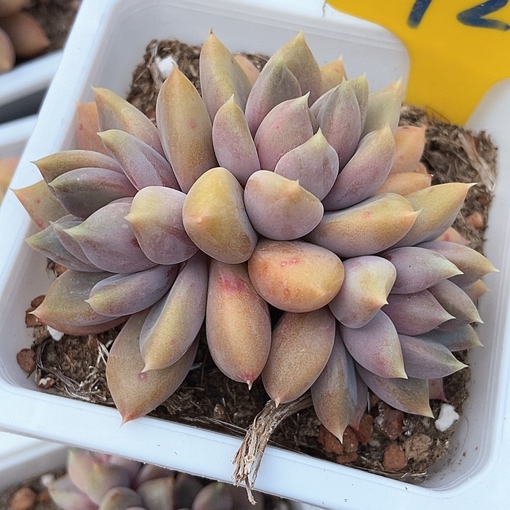 多肉植物红象牙727