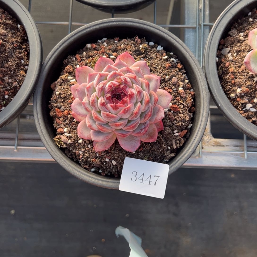 ༺***༻3447肉肉肉肉肉肉