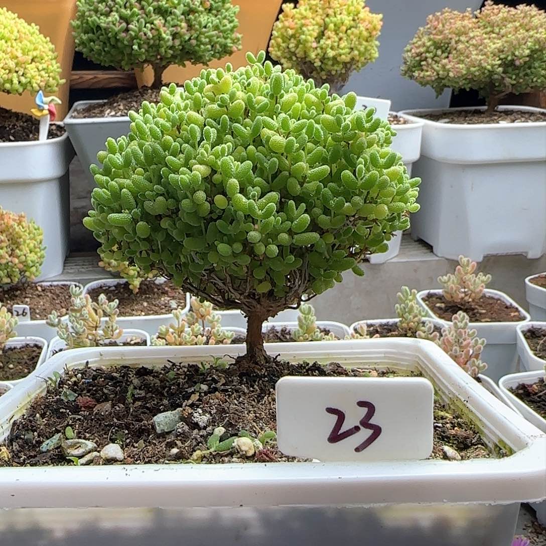 蜜橘糖球枝干番杏