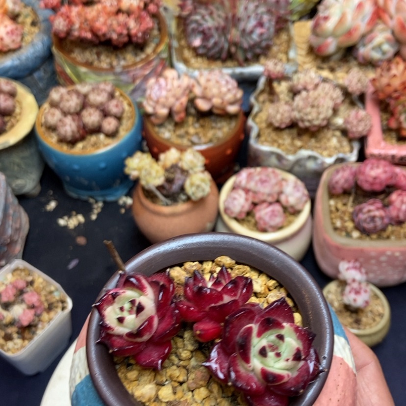 【闪购商品】杂交老桩