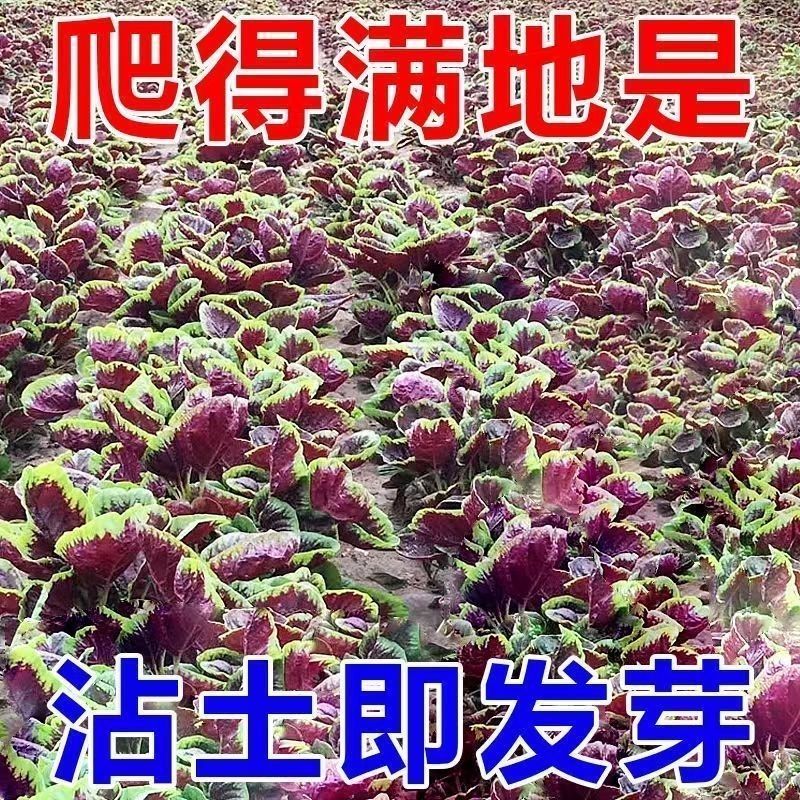 【全店满5包包邮】红苋菜种子四季阳台种菜蔬菜一点红青苋菜大全