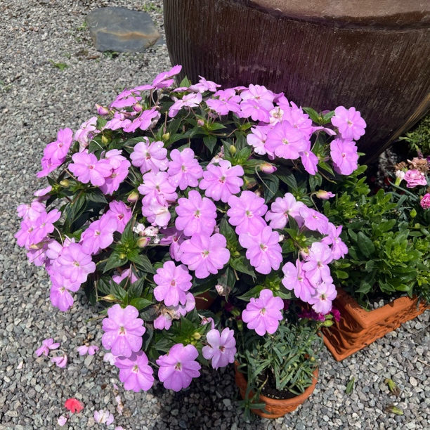 凤仙花盆栽桑蓓斯四季开花耐热可净化空气适合室内阳台