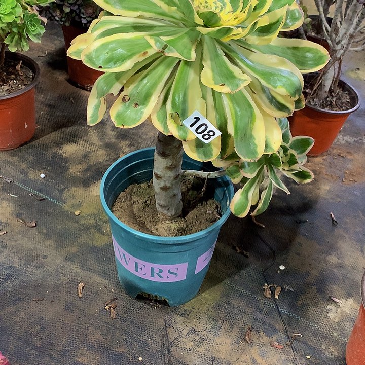 善***言多肉燕姿锦叶片有伤108000