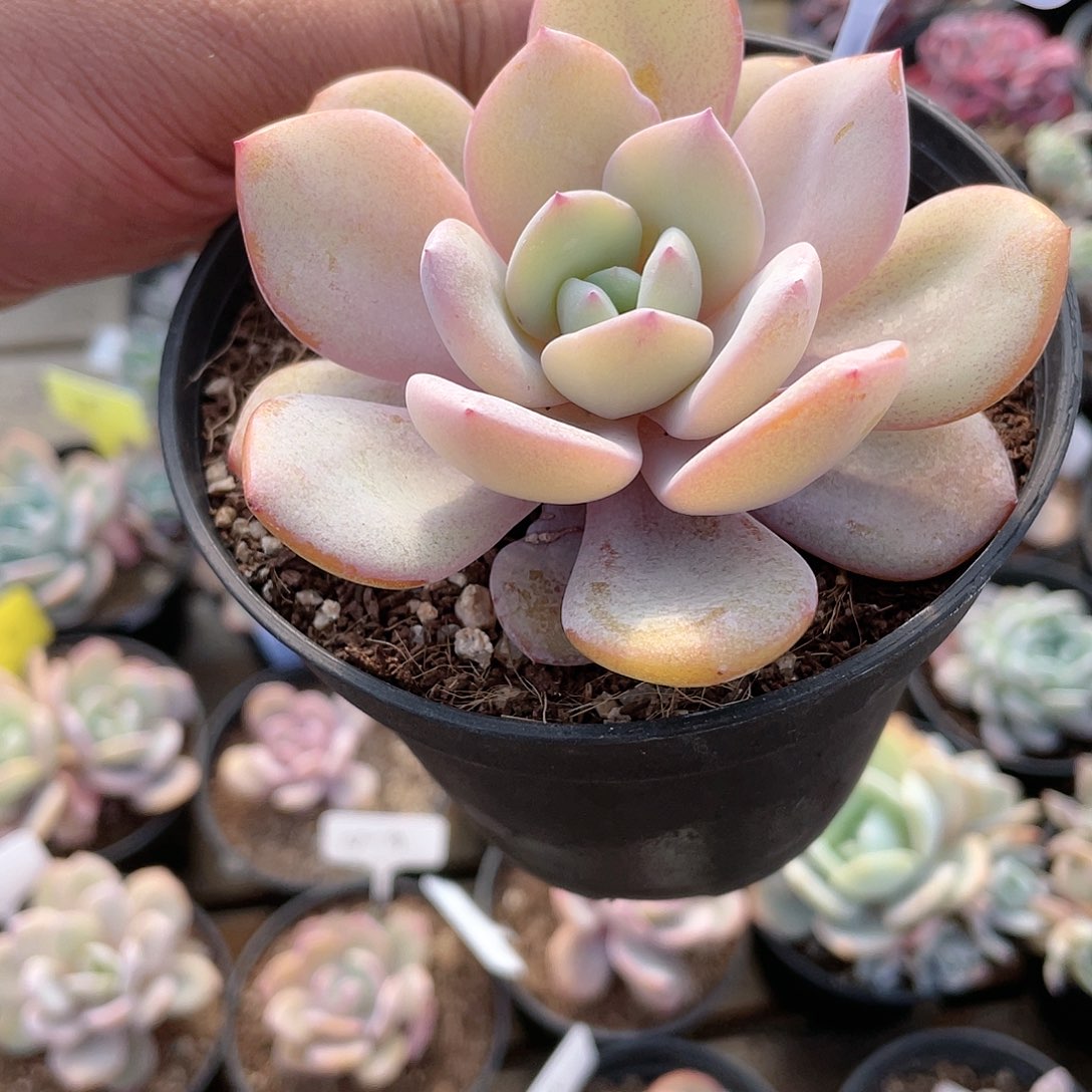 1627  奶茶 六月六