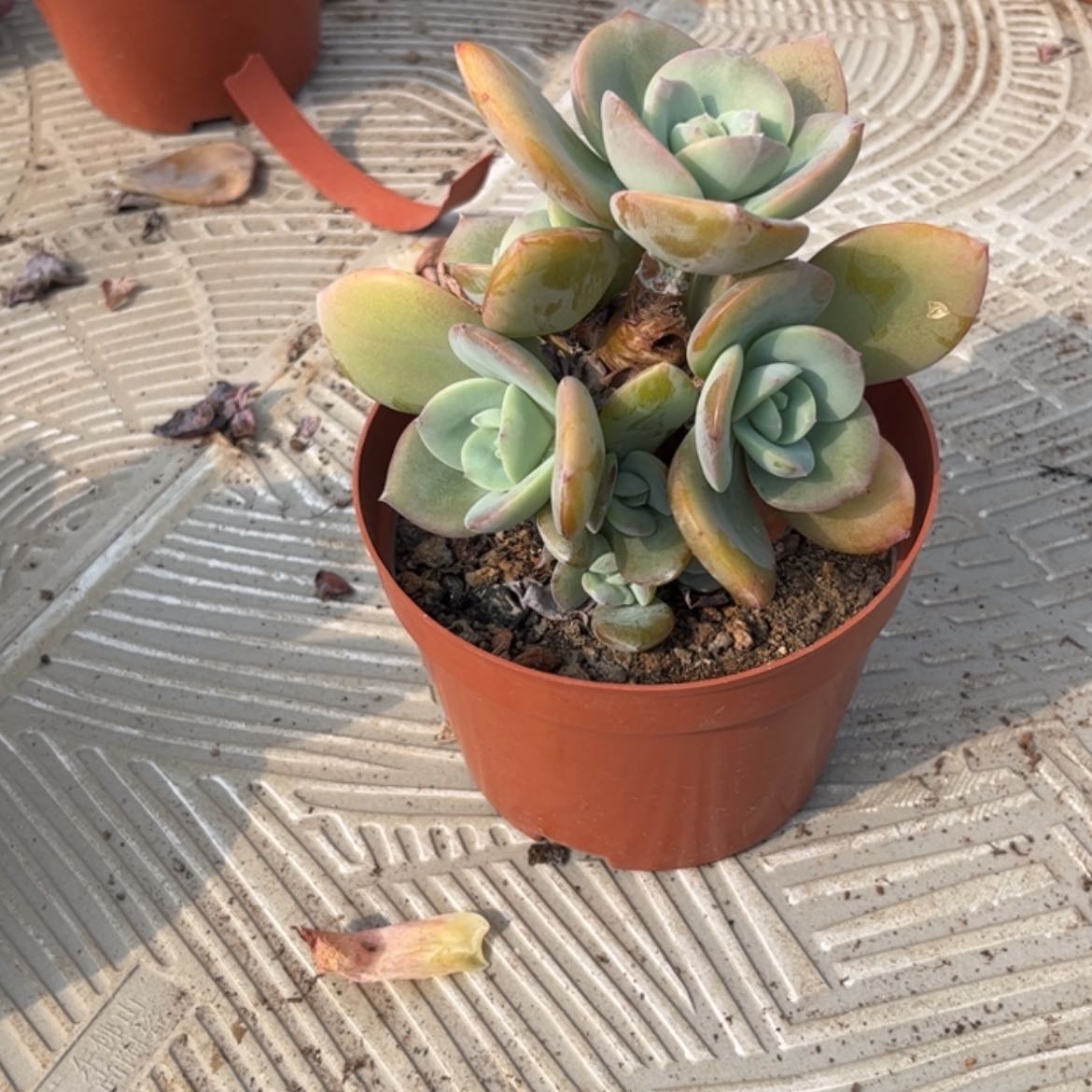 【闪购商品】无花朵财*