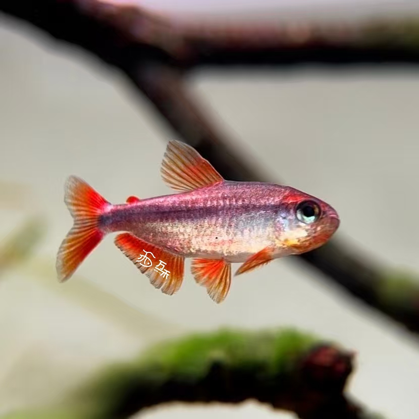 万禾WANHE血红魔鬼灯鱼