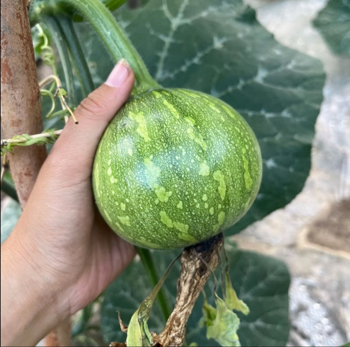（阿宾助农代购）走村赶集，贵州小南瓜嫩果圆瓜 广瓜 农家蔬菜