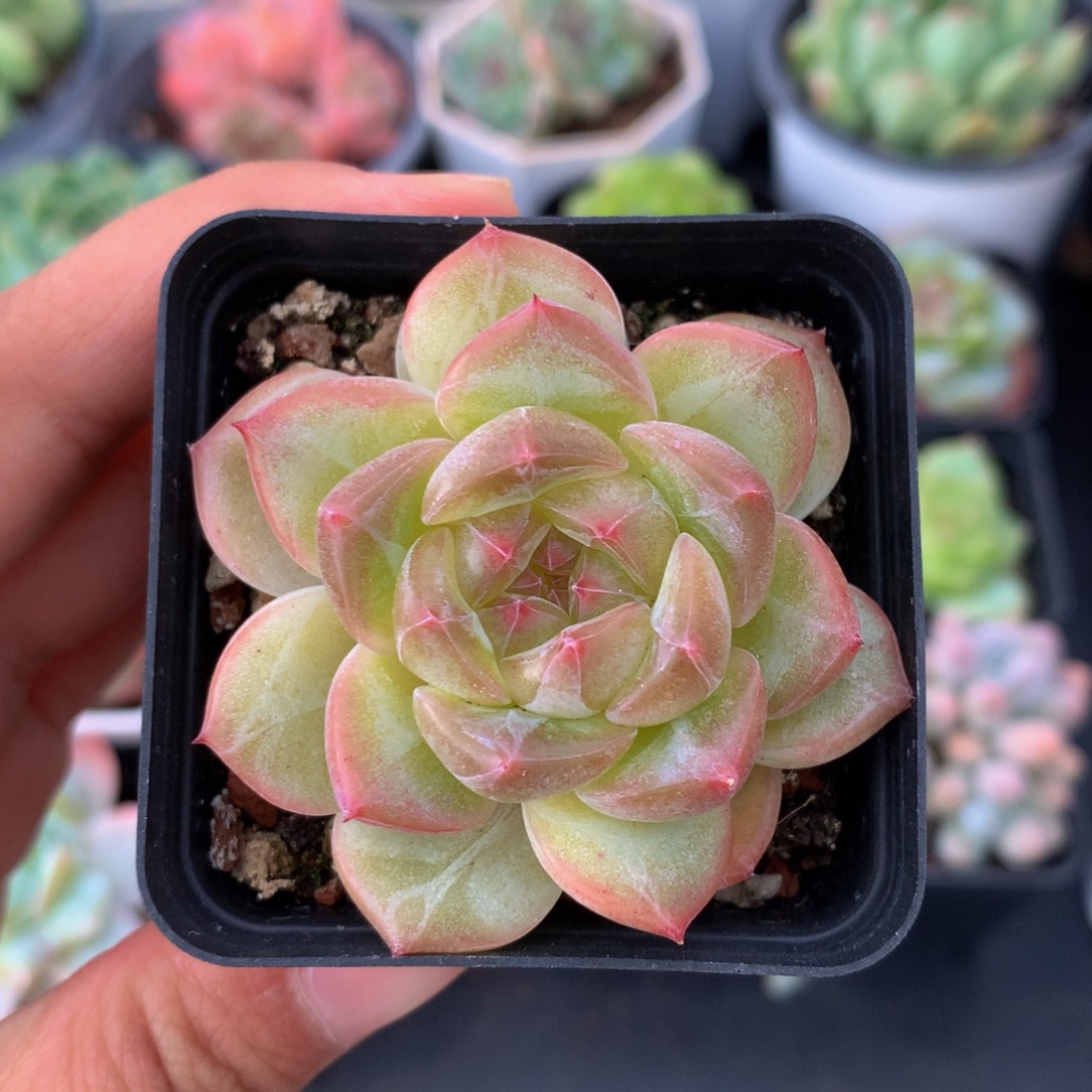 精控溏心珍妮多肉单头