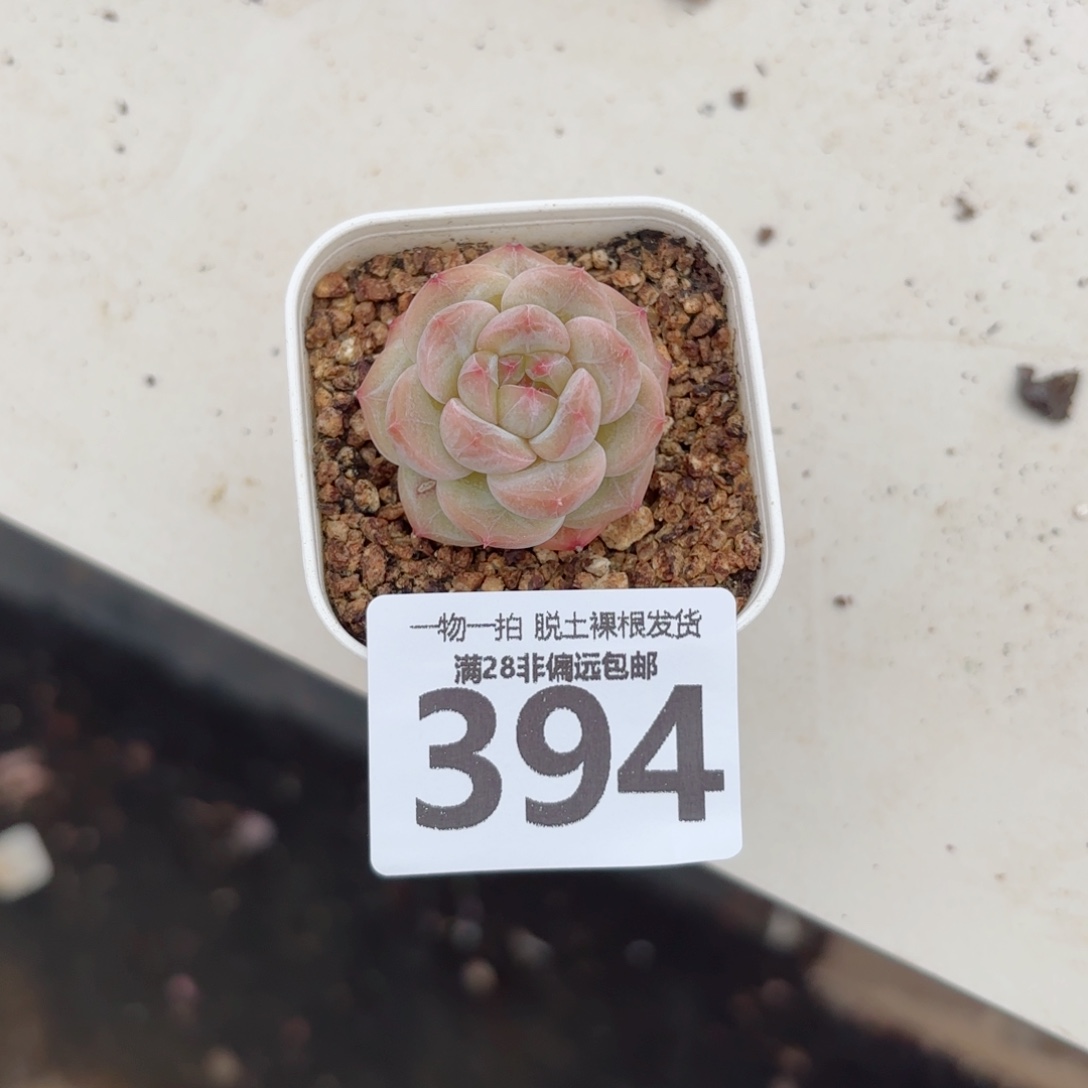 优选糖心无盆土发货