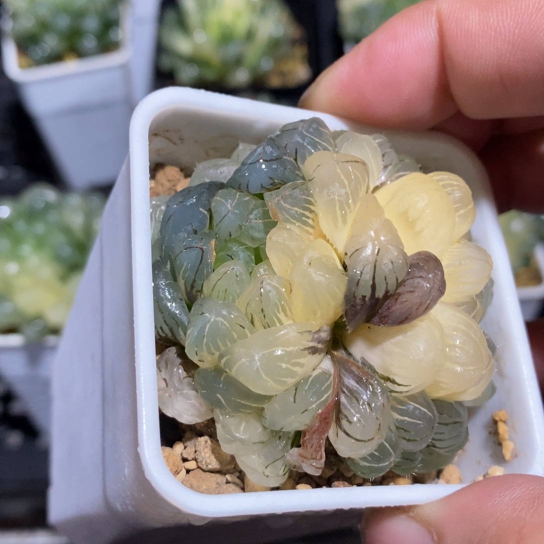 一颗湖水玉露锦 新年福利