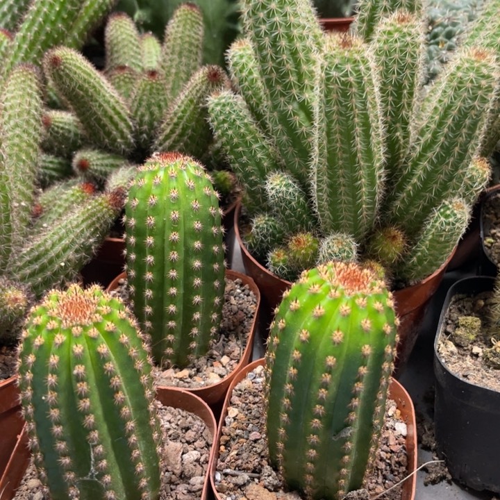 进口金妞金1自根一杯9.99