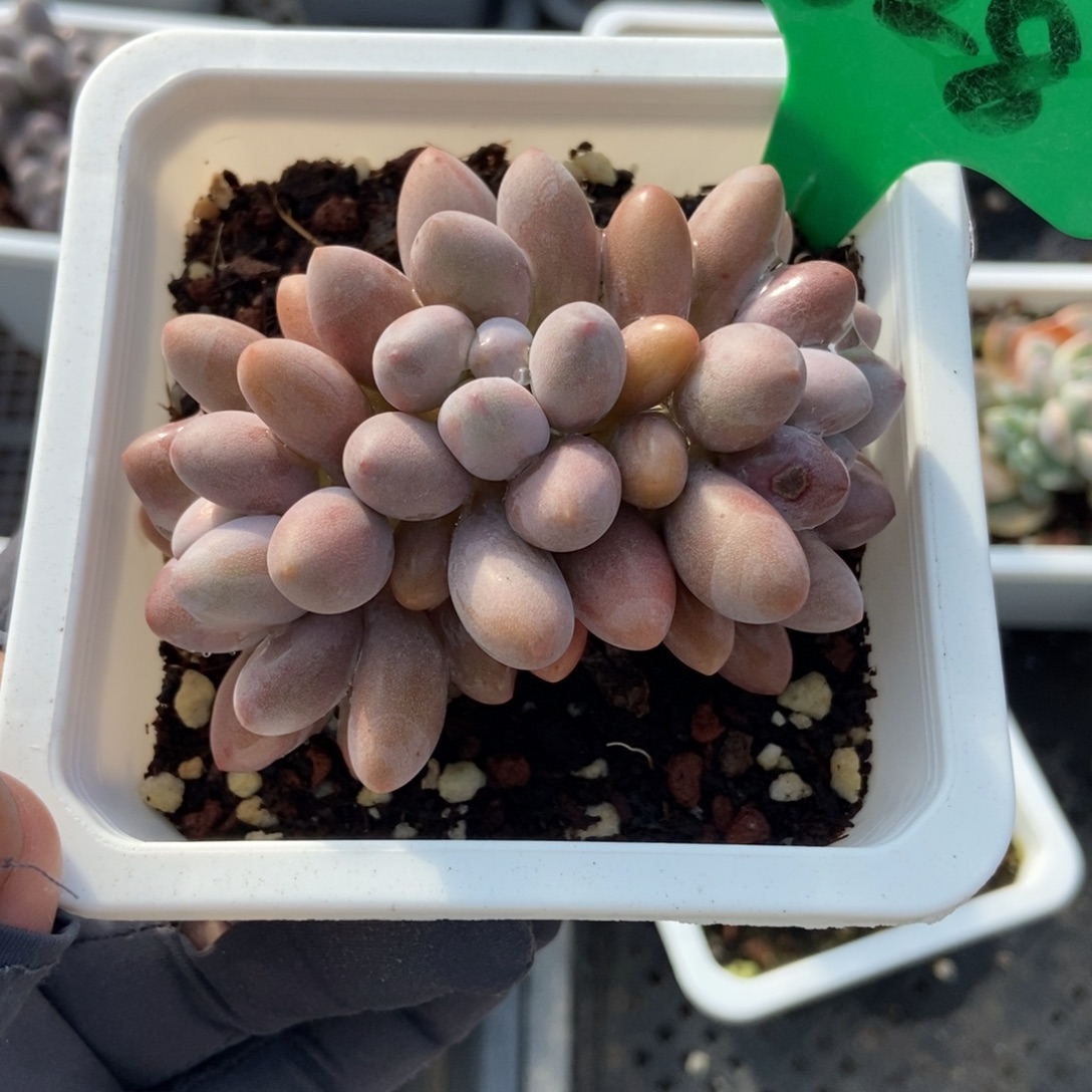 828粉色恋人多肉植物