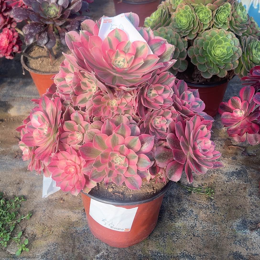 50多肉00000000000000000