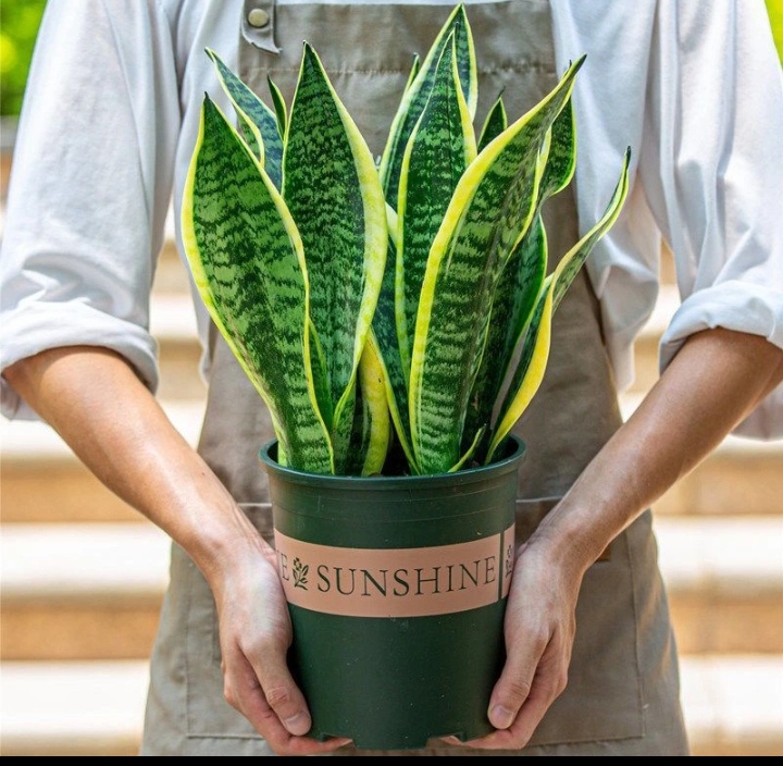 金边虎皮兰新房吸甲醛多肉植物防辐射室内花卉绿植盆栽大叶绿植