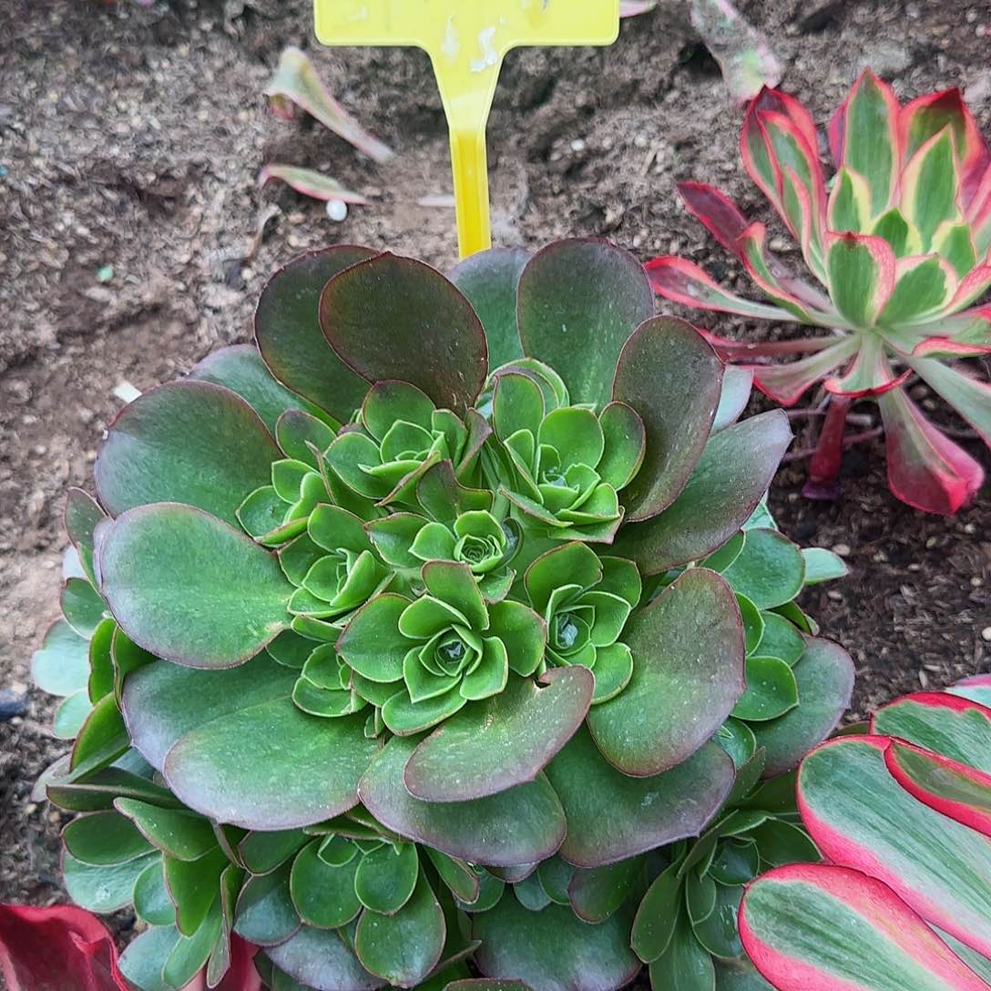 3-1184---多头多肉植物