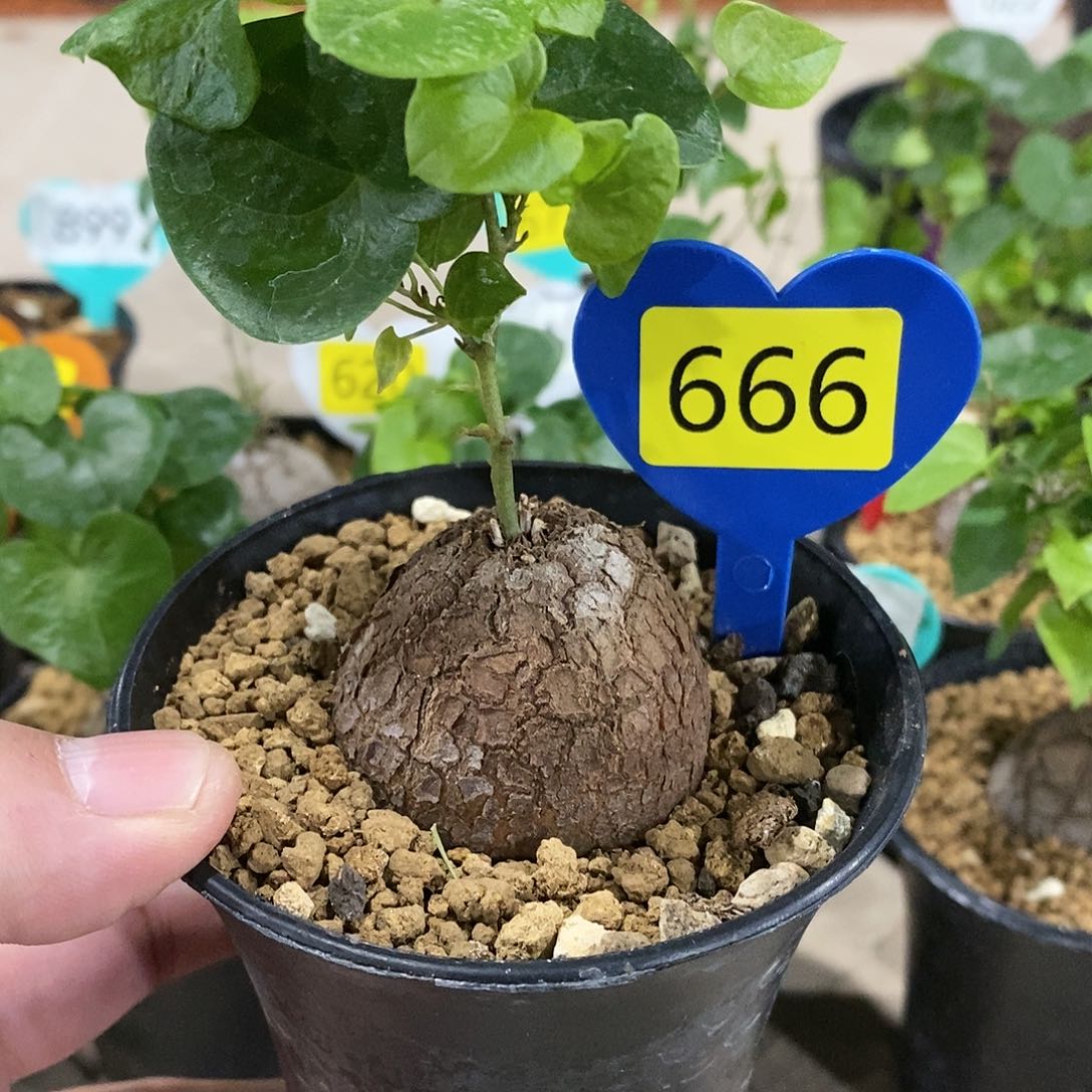 南非龟甲龙龟甲龙