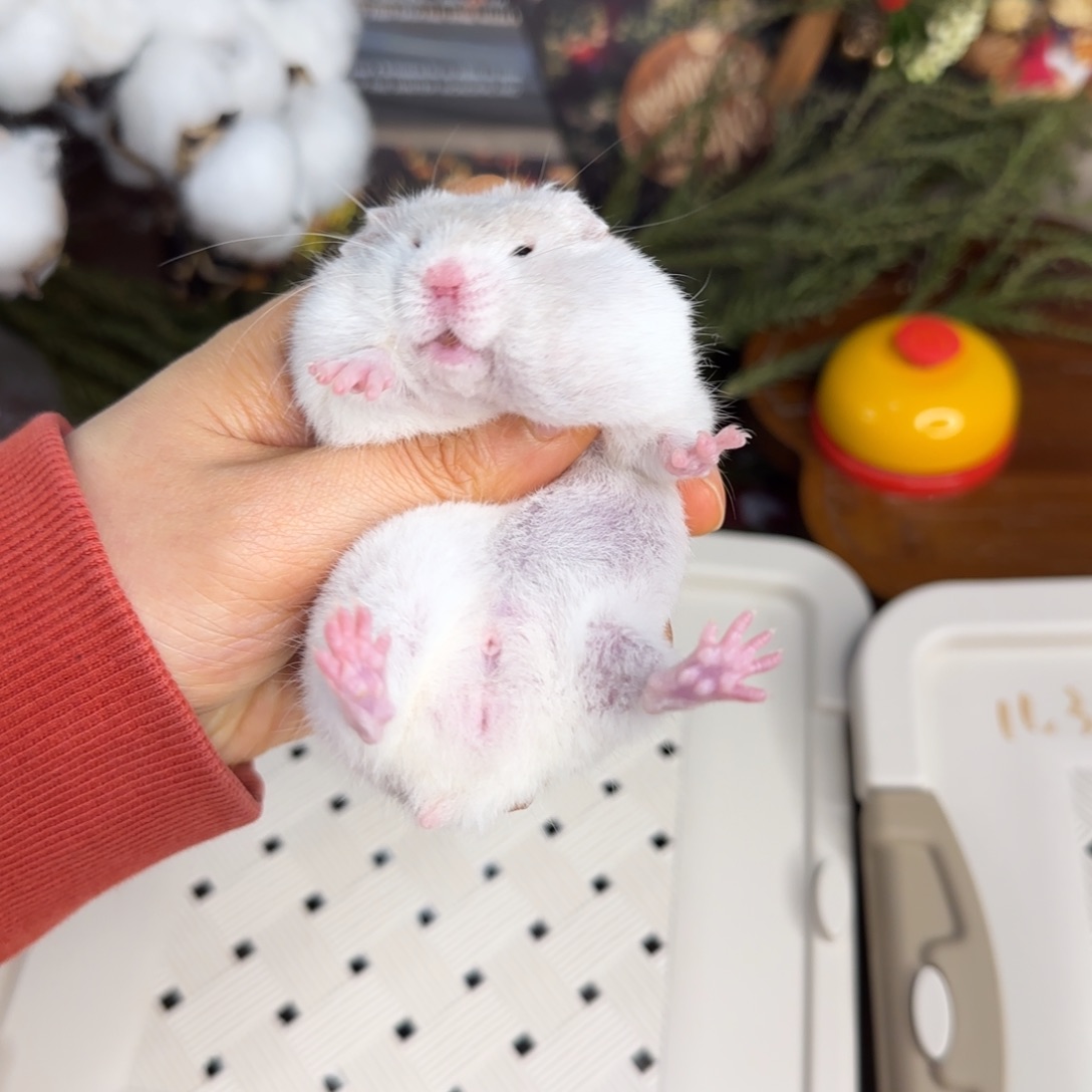 短毛鸽灰波弟弟11.8