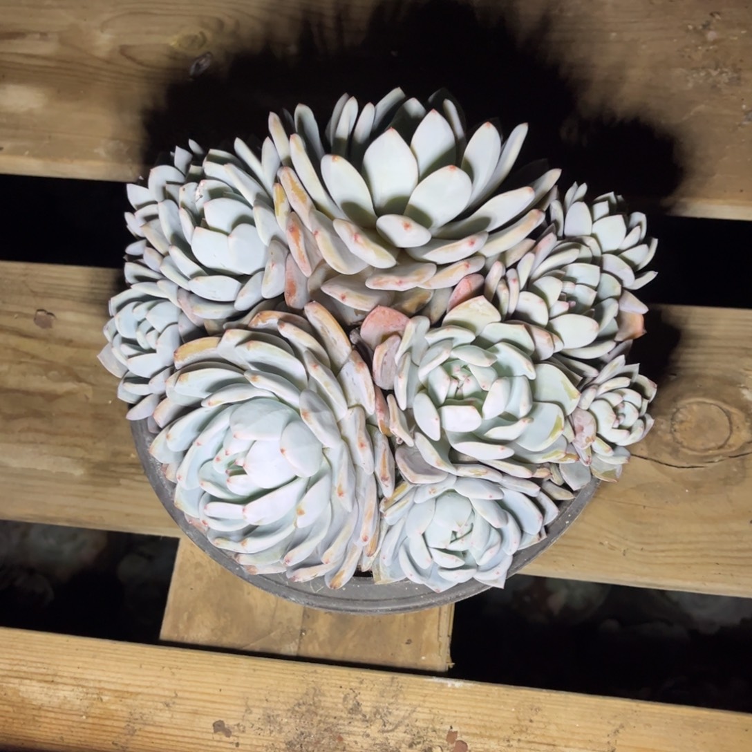 韩版黄皮橙官服20以上