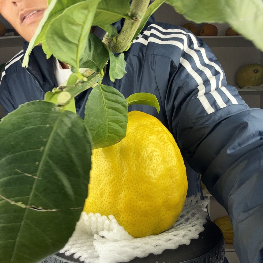 梧****香水柠檬云南高山大香橼