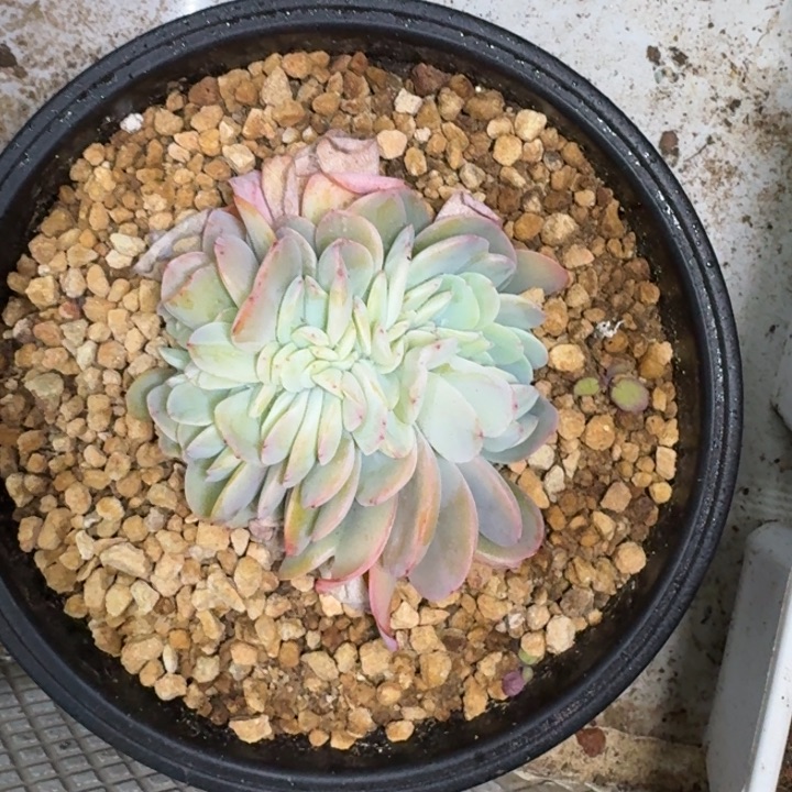 白凤缀化 一物一拍