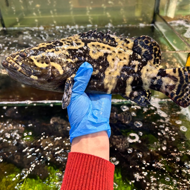 【阿同优选】新鲜珍珠斑石斑鱼肉质鲜嫩