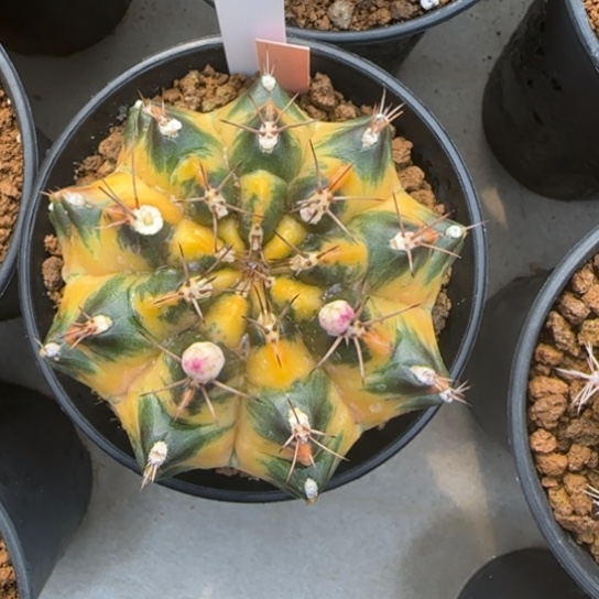 12-0123波西米亚多肉