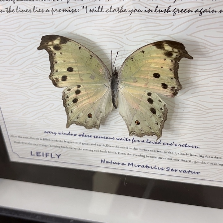 —***—蝴蝶标本定制240@