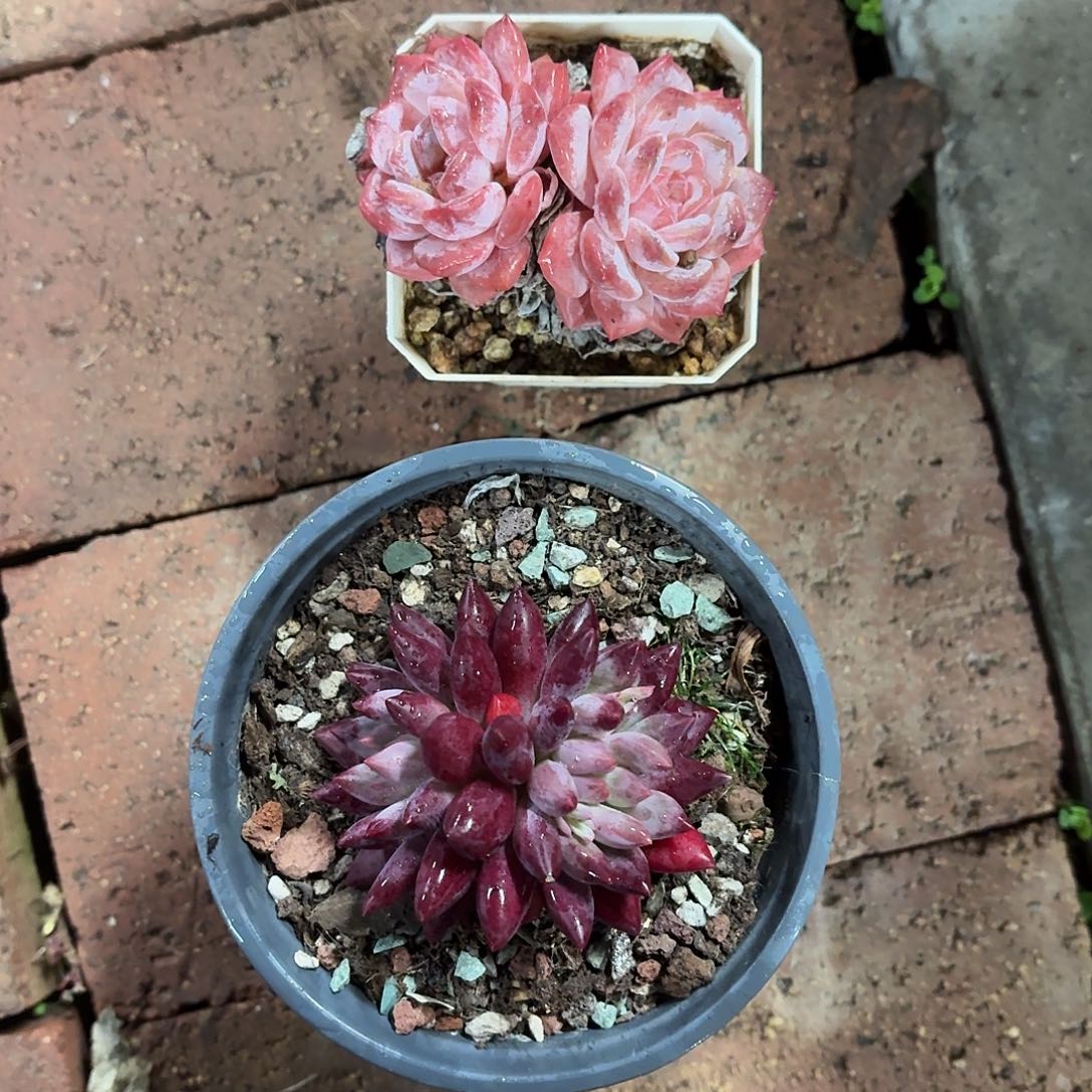 汪***贝红鱼一颗，冰魄2头一物一拍