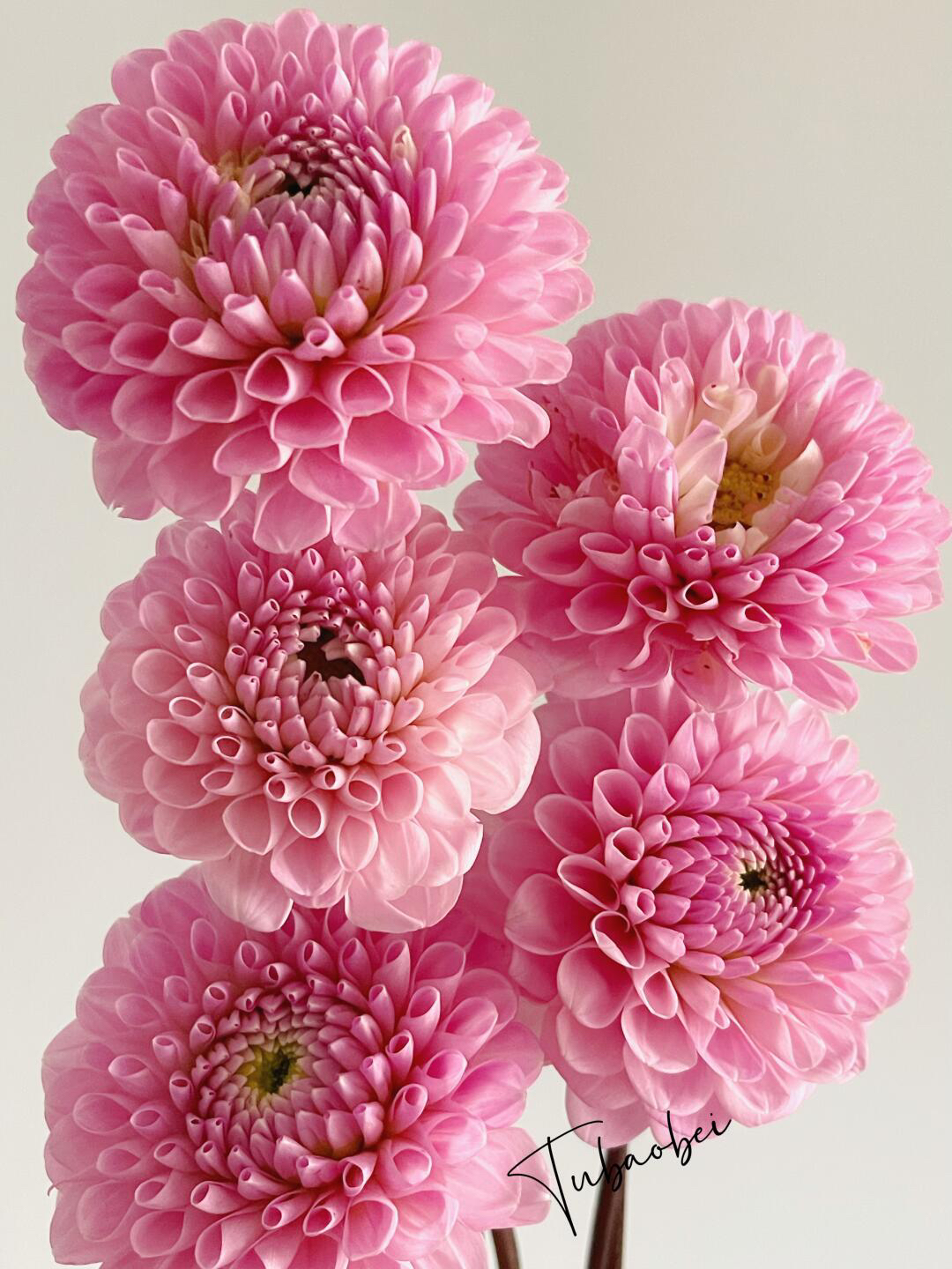 （绿野仙踪）进口重瓣大丽花送肥料