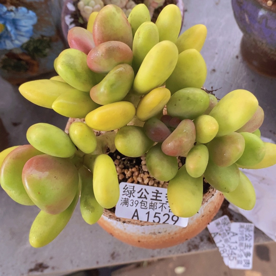 芒果奶老桩12cm1529多肉植物