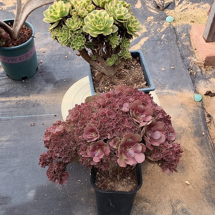 玫瑰朵朵脱土发货啊