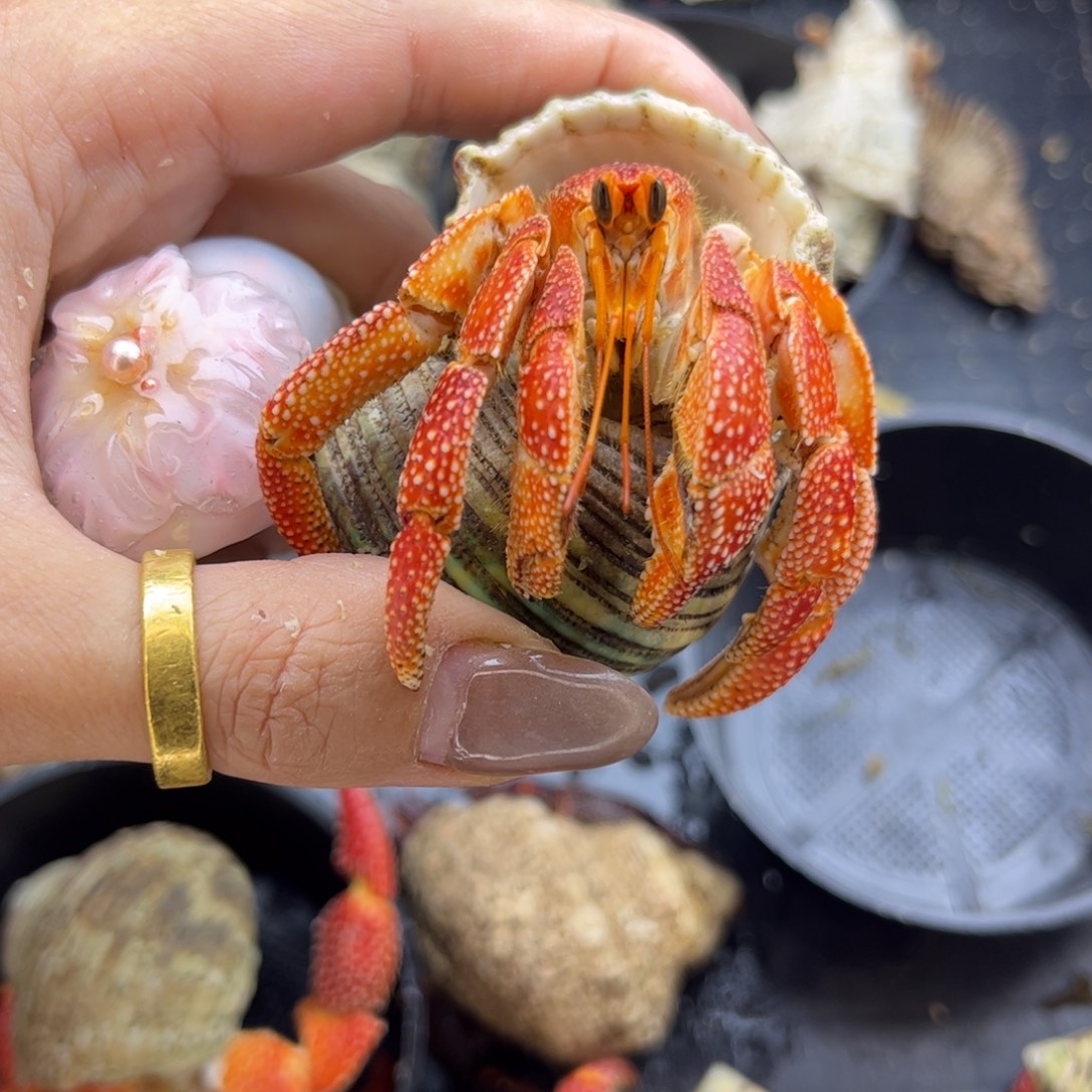 2.5口印草背红磨尖