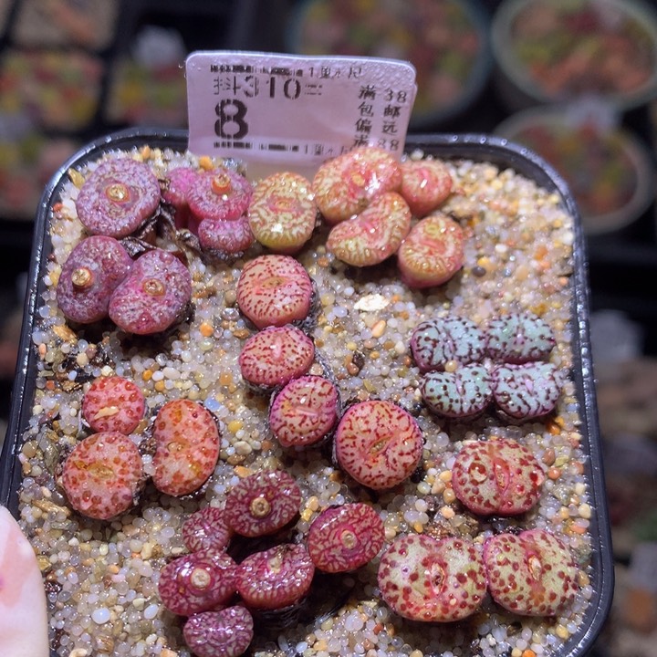 精品生石花310.8