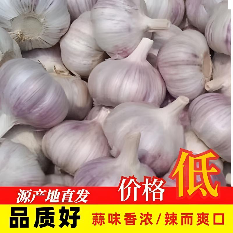2025新紫白皮干大蒜现挖新鲜干蒜紫皮圆头独蒜当季干蒜