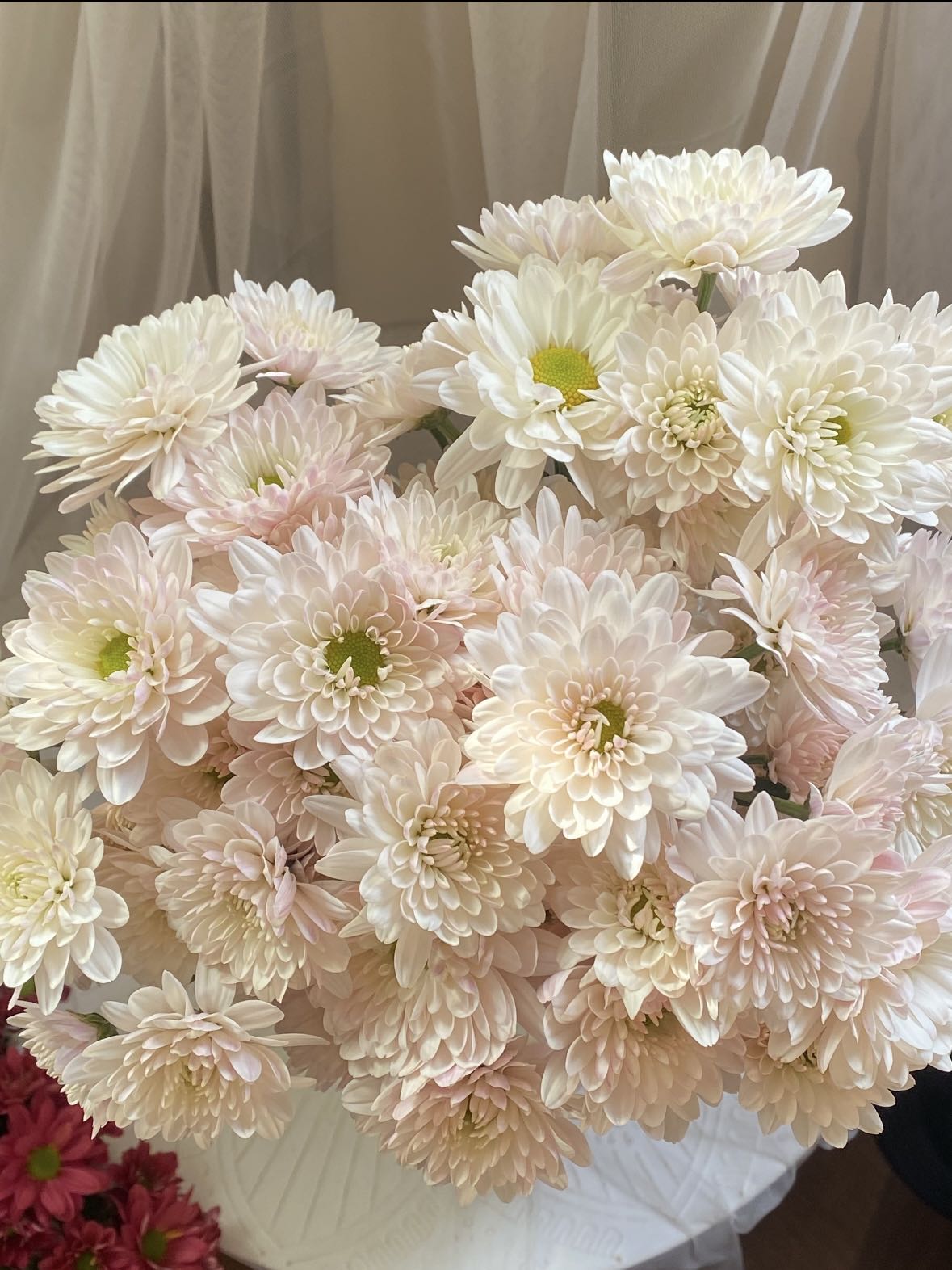 奶油汉城粉小雏菊1扎 任意2单鲜花升级顺丰/德邦