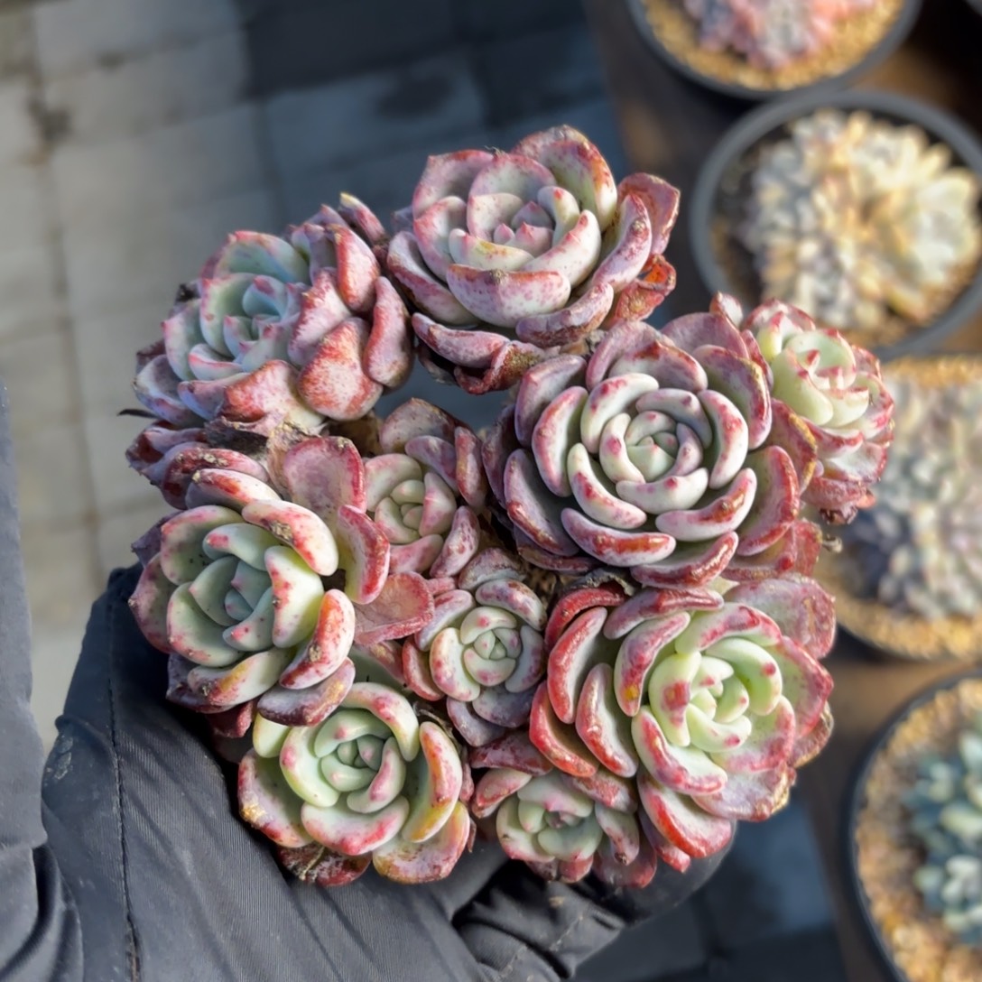 无花朵千山雪福利11