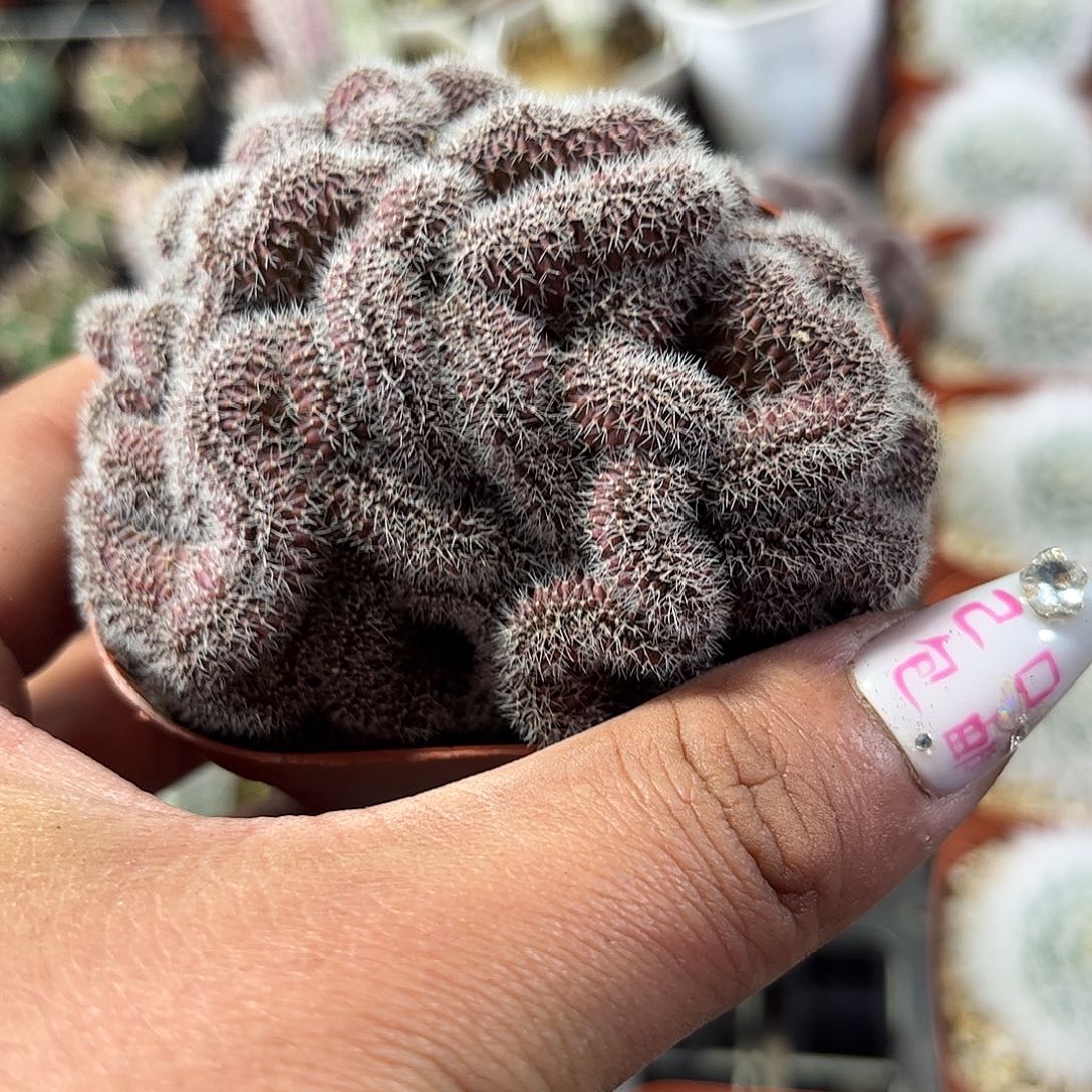 紫彩草缀化单头发货单头