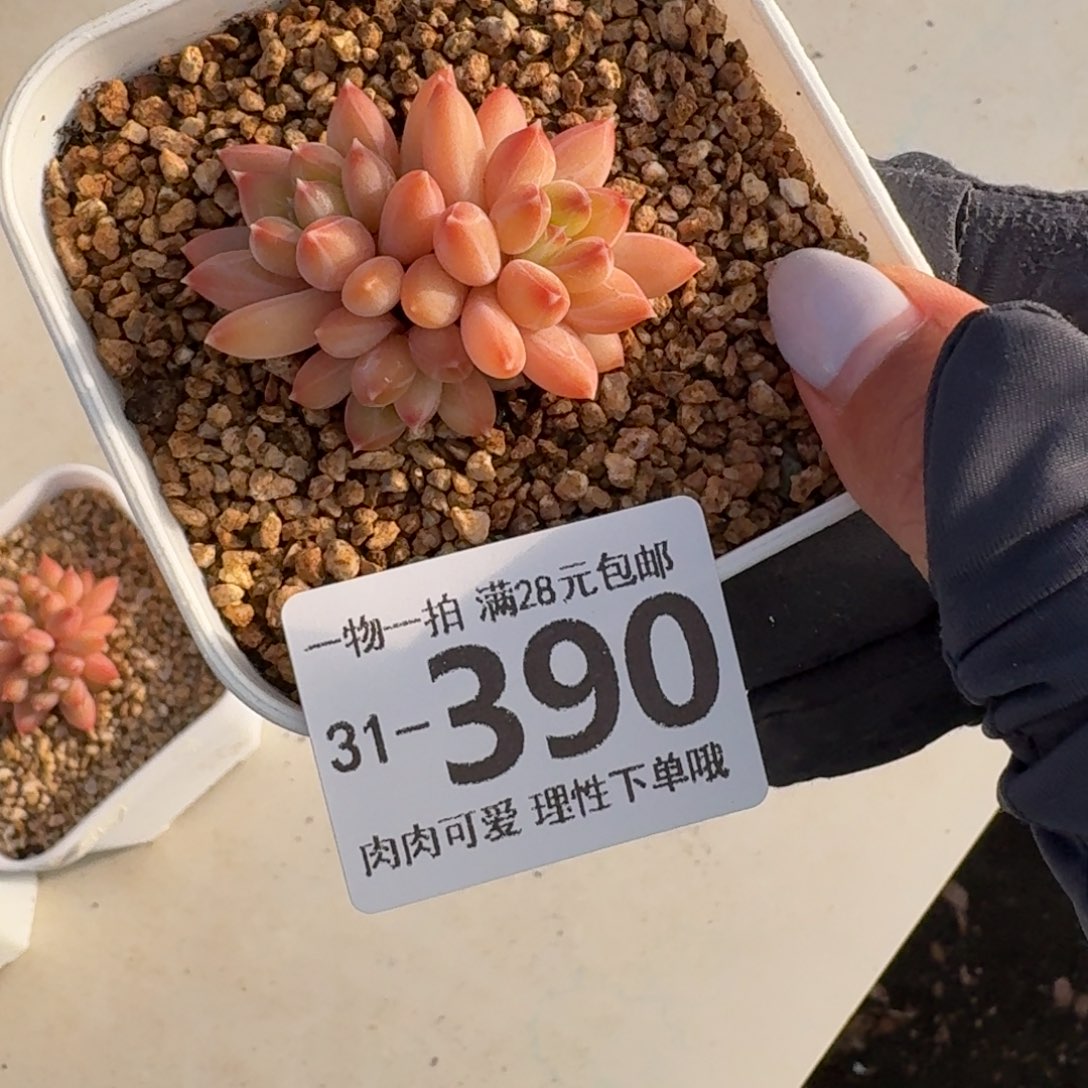 九***思胖体青花瓷无盆土发货无