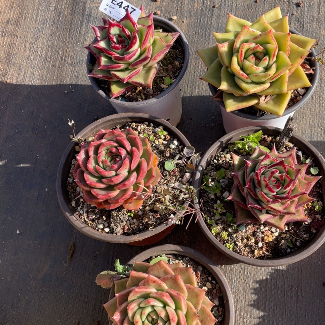 无花朵若如东云组拍E447