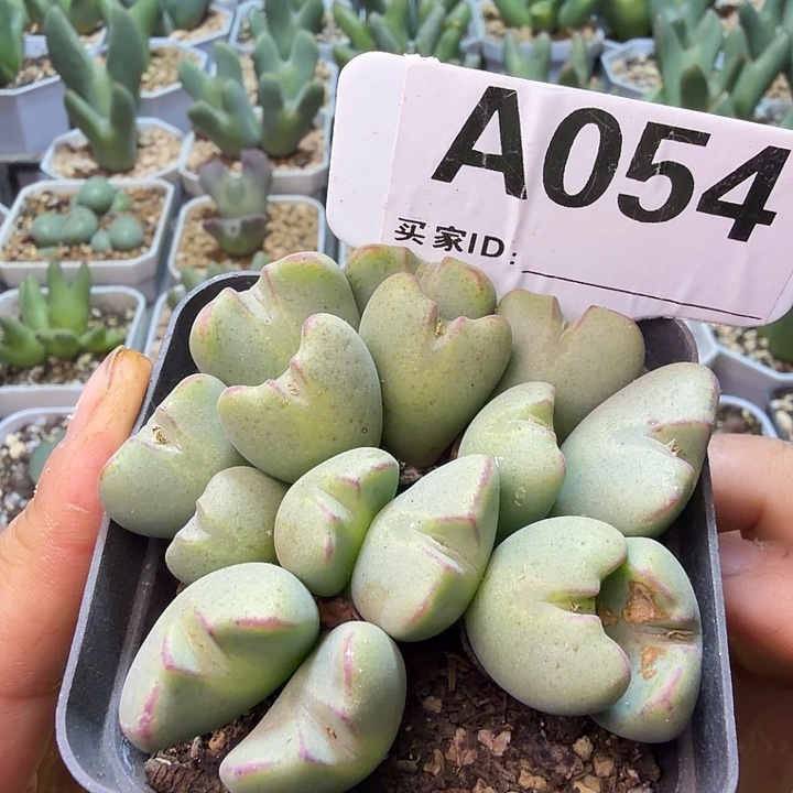 054。满38包邮肉锥