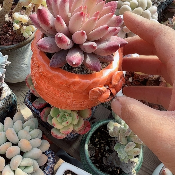 车厘子带盆多肉植物