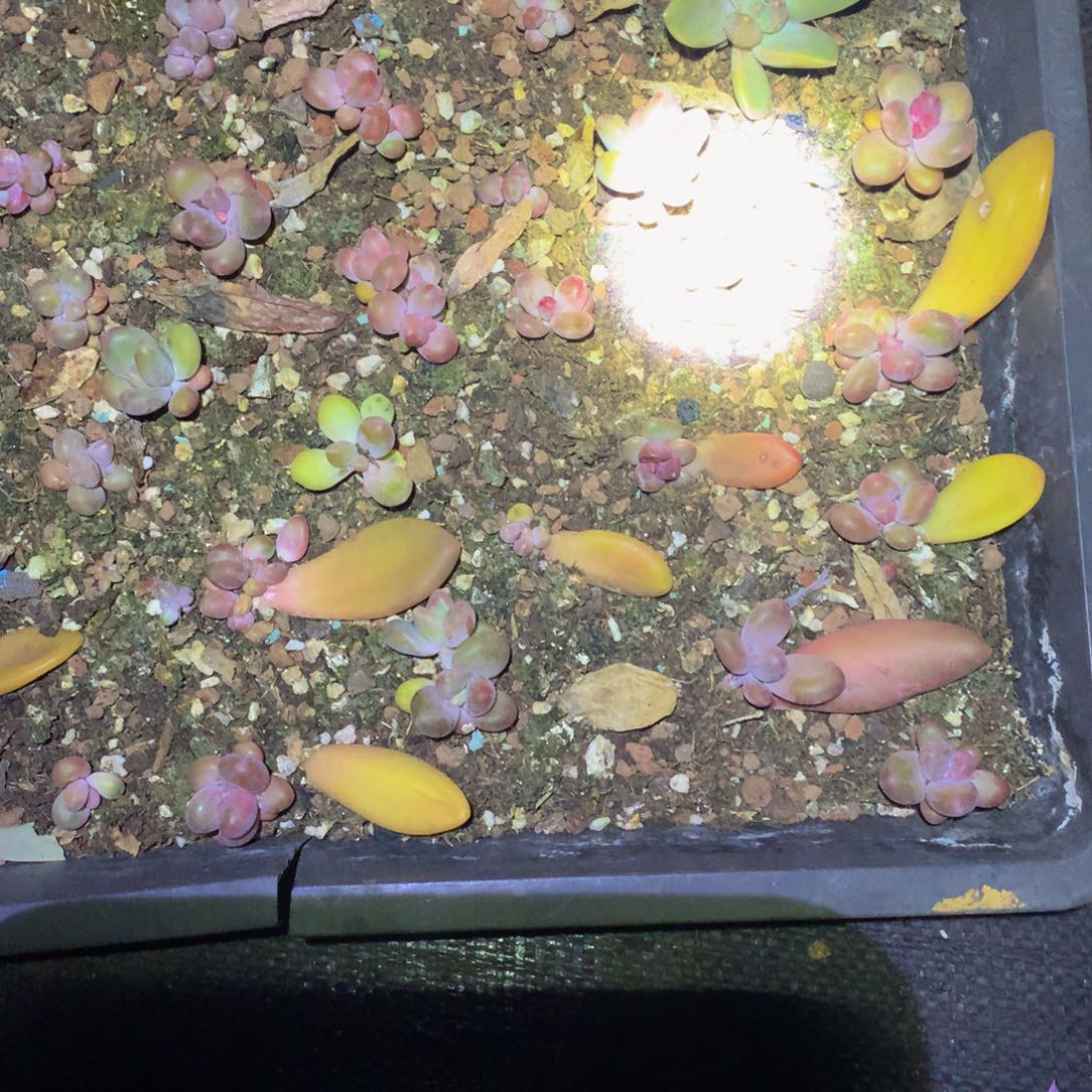 芒果奶多肉叶插苗一物一拍10颗