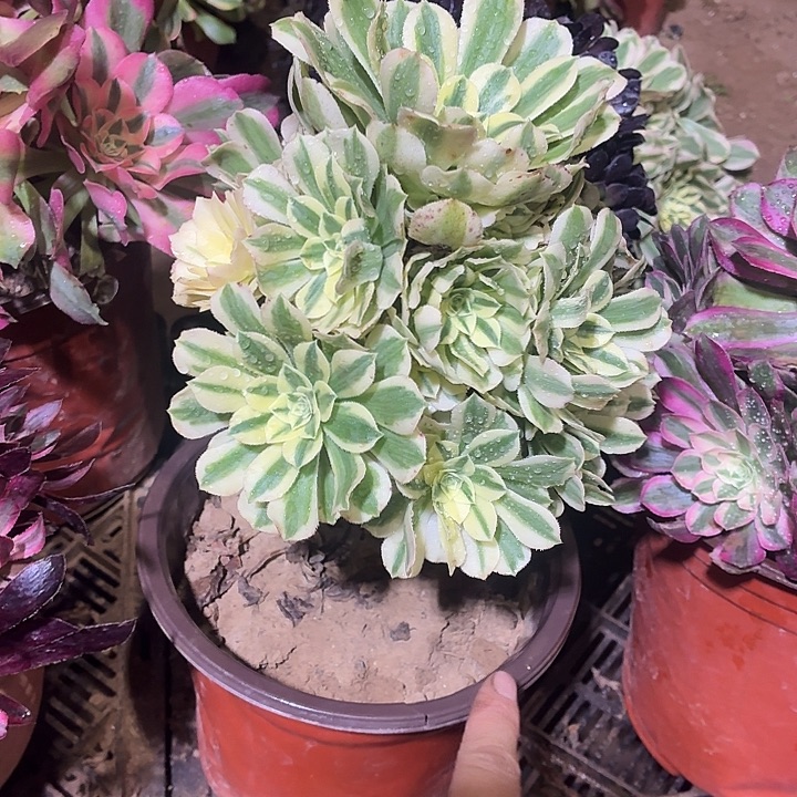 迈巴赫一棵脱土10.8