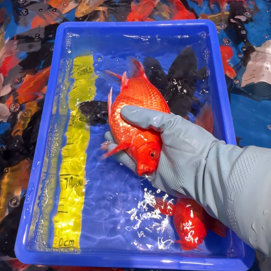 中国大陆蝴蝶鲤红色精品一条