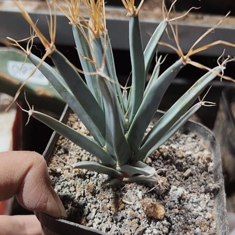 929实生光山仙人球