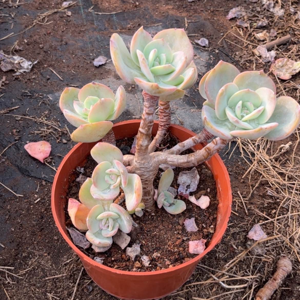 【闪购商品】无花朵卖****?