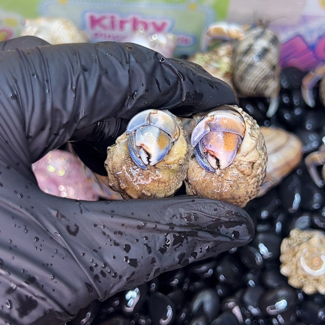 a8 大王家寄居蟹福利两颗