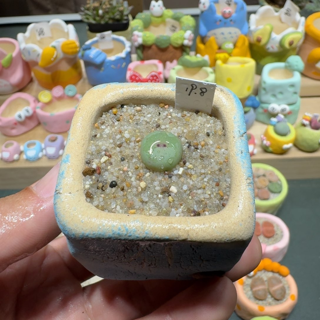 红陶蘑菇433小红嘴